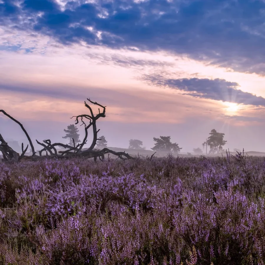 Loonse en Drunense Duinen